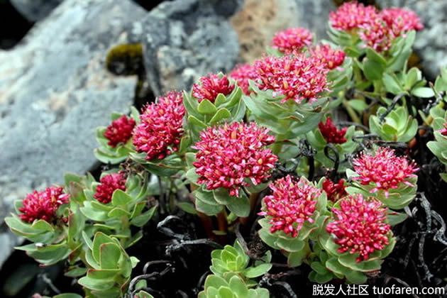 【圖】紅景天的好處