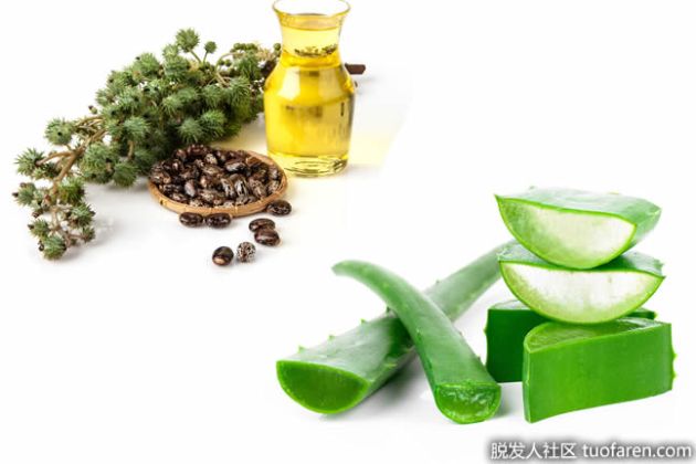 【圖】蓖麻油和蘆薈怎麼塗頭髮