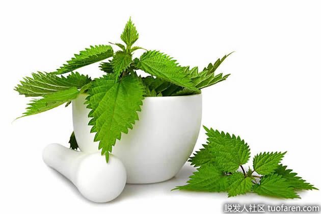 【圖】蕁麻的好處