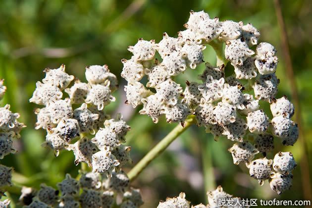 【圖】奎寧的功效