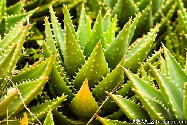 【圖】如何自制蘆薈乳液