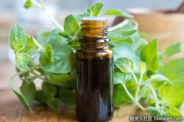 【圖】牛至油的副作用有哪些？