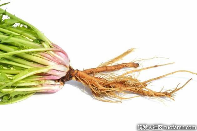 【圖】蒲公英根的功效