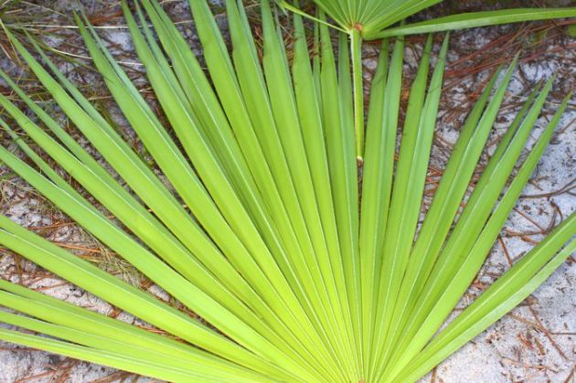 【圖】鋸棕櫚能阻止脱髮嗎?