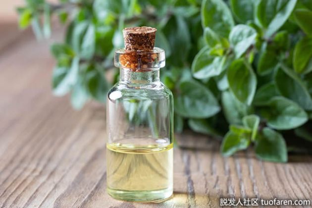 【圖】牛至油的營養益處是什麼？