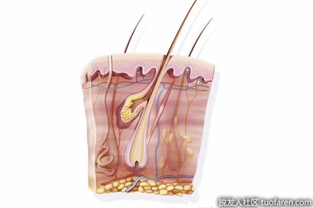 【圖】頭皮去角質對頭髮健康生長的好處