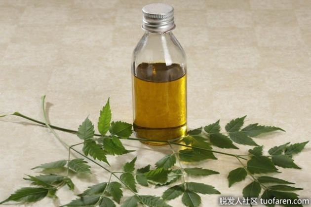 【圖】什麼是印楝油？