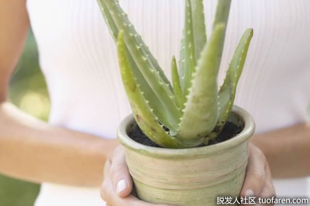 【圖】蘆薈用於頭皮發癢