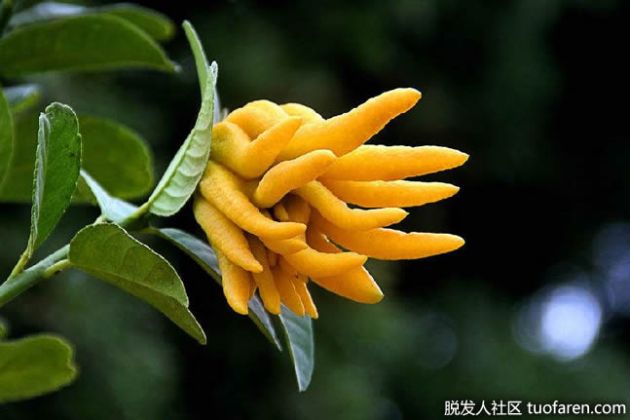 【圖】如何使用佛手柑來降低膽固醇？