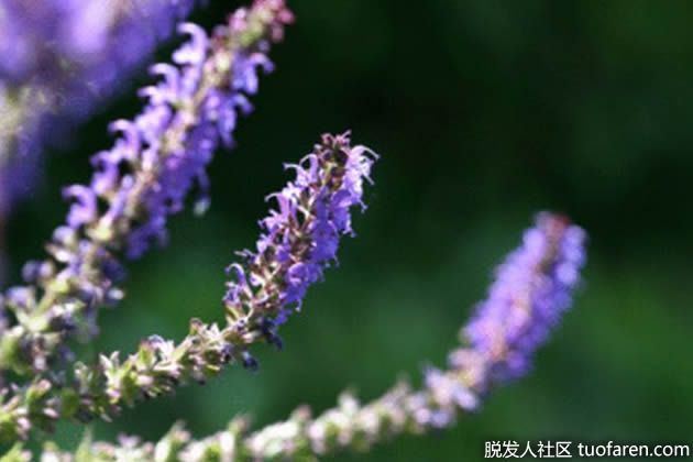 【圖】丁香的健康益處是什麼？
