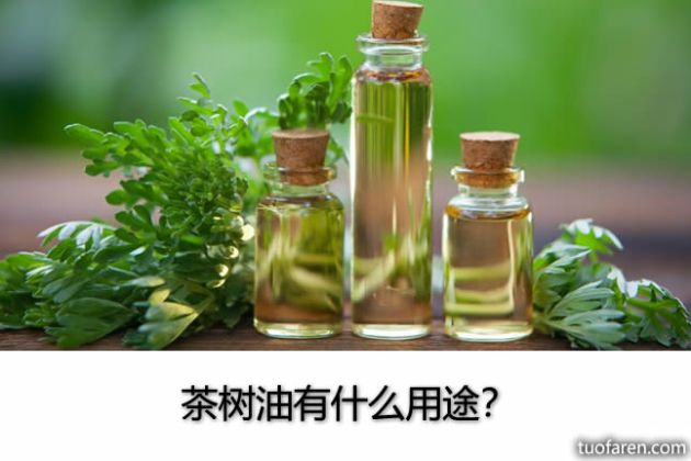 【圖】茶樹油有什麼用途？