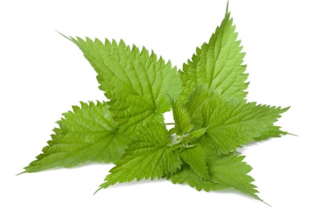【圖】蕁麻對健康的好處有哪些？