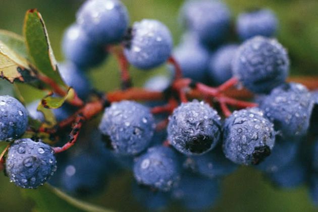 【圖】最好的抗氧化劑來源是什麼？