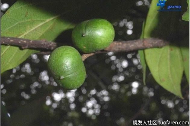 【圖】非洲臀果木對脱髮的好處