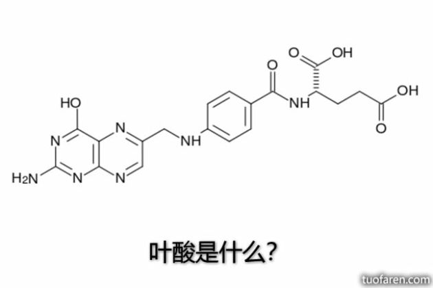 【圖】葉酸是什麼？