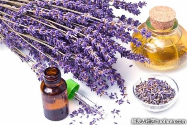 【圖】什麼是醒目薰衣草精油？