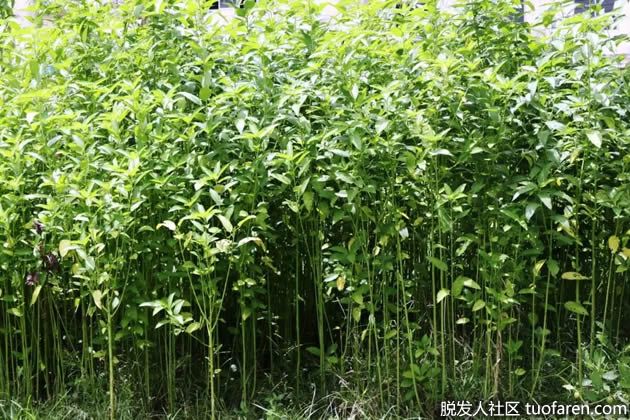 【圖】黃麻的功效