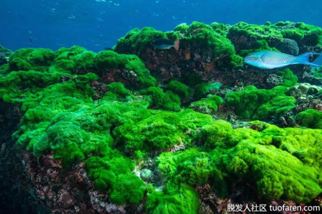 【圖】什麼食物含有藻類？