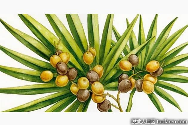 【圖】抑制DHT食物：鋸棕櫚