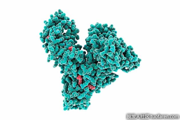 【圖】哪些食物含有白蛋白？
