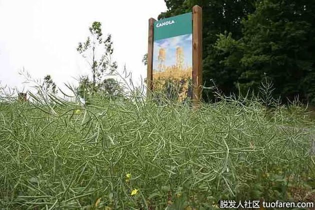 【圖】什麼是菜籽油？