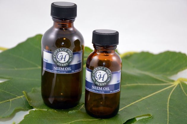 【圖】印楝油對頭髮有什麼好處?