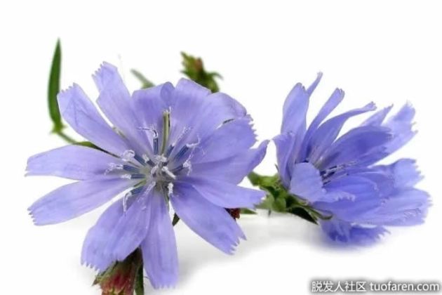 【圖】菊苣對健康有什麼好處？