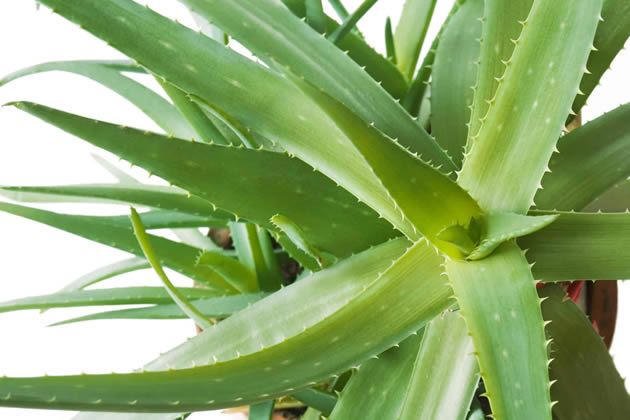 【圖】什麼是蘆薈？