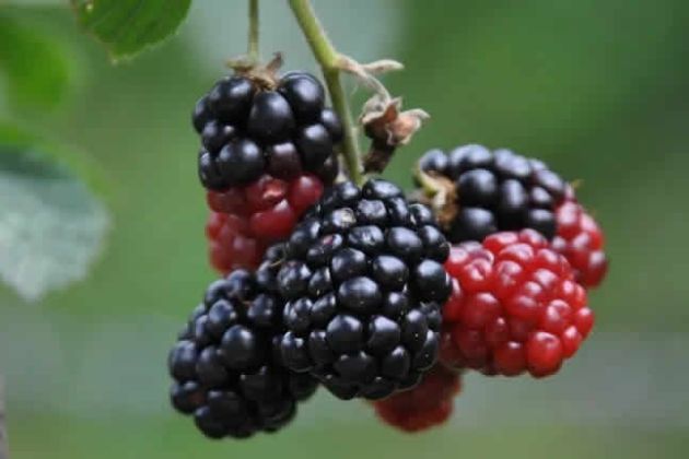 【圖】桑椹的神奇功效