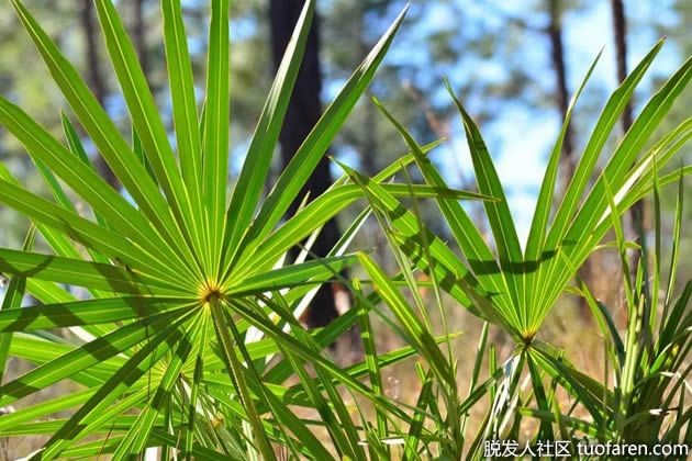 【圖】鋸棕櫚與睾丸激素水平有關