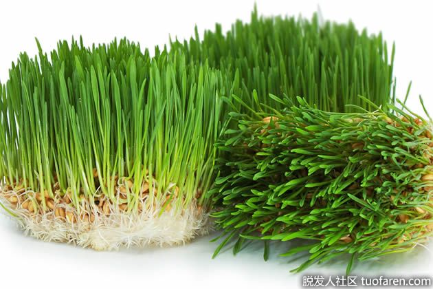 【圖】小麥草的好處