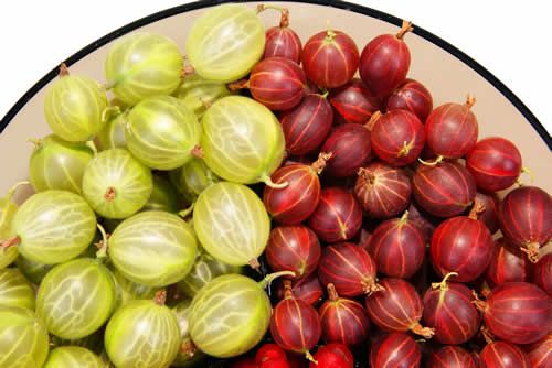 【圖】醋栗對健康有益並促進毛髮生長