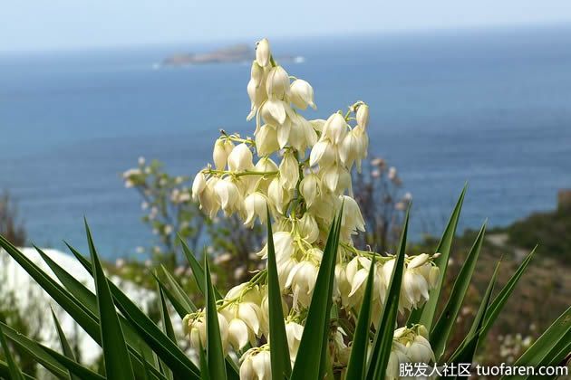 【圖】絲蘭的好處