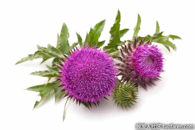 【圖】奶薊草的好處