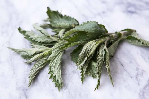 【圖】蕁麻是什麼?