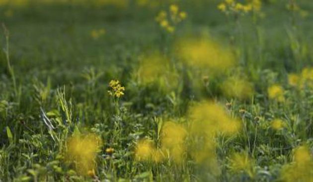 【圖】芥末油對頭髮生長有什麼好處？