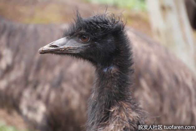 【圖】鴯鶓油是什麼？