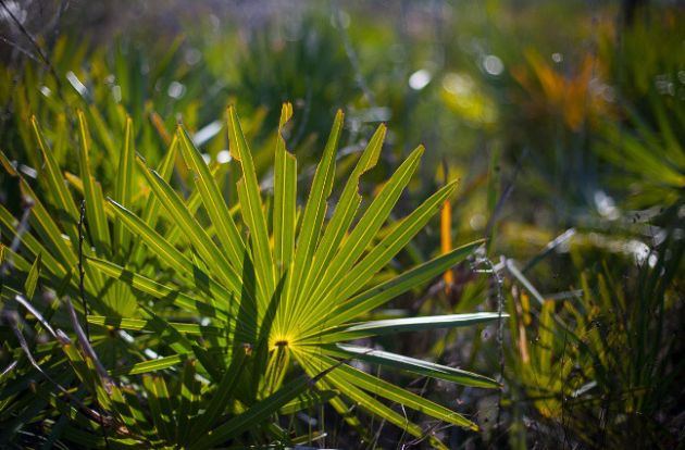 【圖】鋸棕櫚可以減少炎症