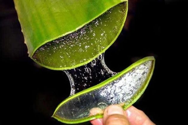 【圖】蘆薈對便秘有多有效?