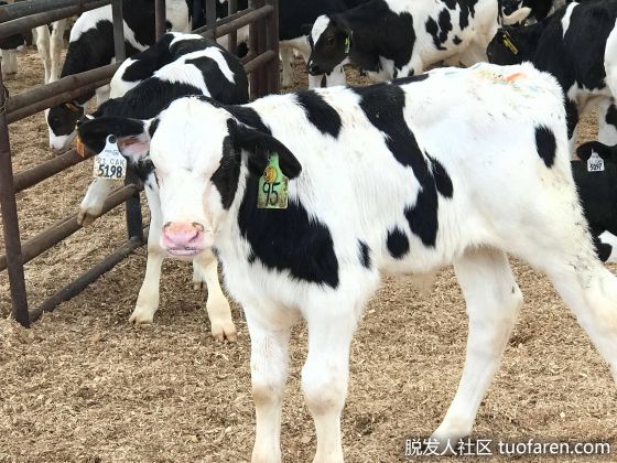 【圖】小牛肉的七個健康益處