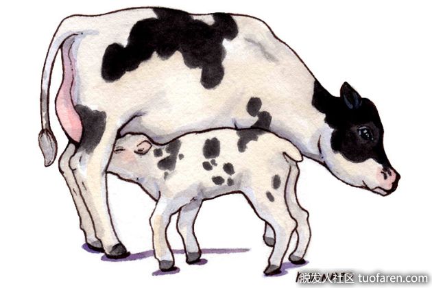 【圖】牛初乳的好處