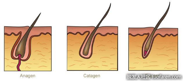 【圖】快速看一下頭髮生長週期