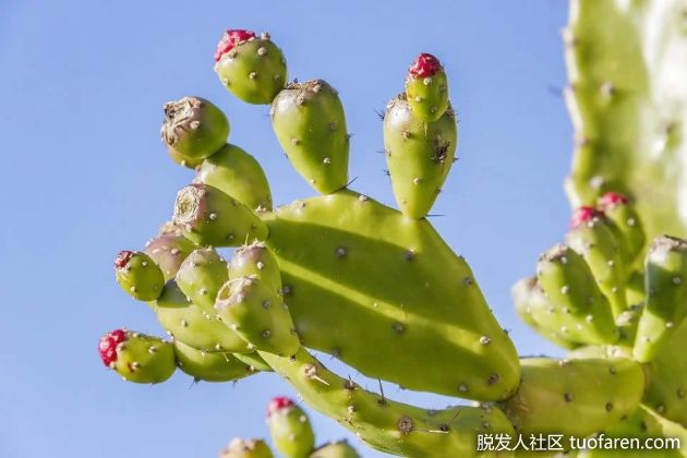 【圖】食用仙人掌中含有哪些維生素？
