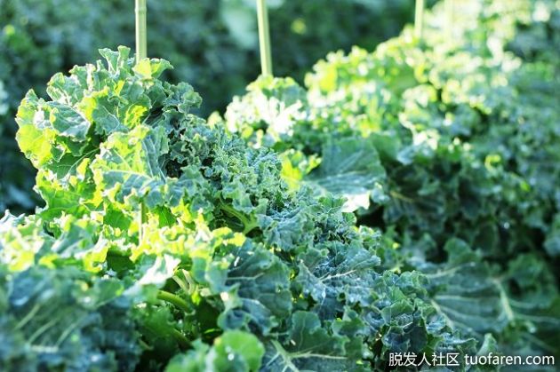 【圖】甘藍的種類和護髮效果