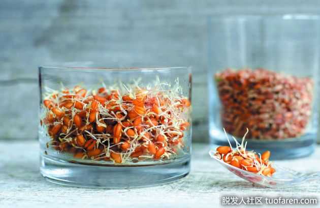 【圖】小麥胚芽的維生素和礦物質成分是什麼？