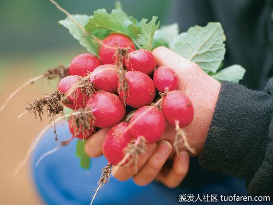 【圖】蘿蔔含有哪些礦物質？