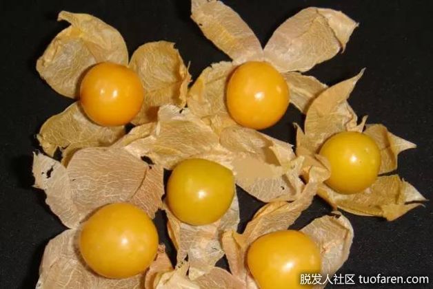 【圖】用燈籠果保護頭皮和頭髮健康!