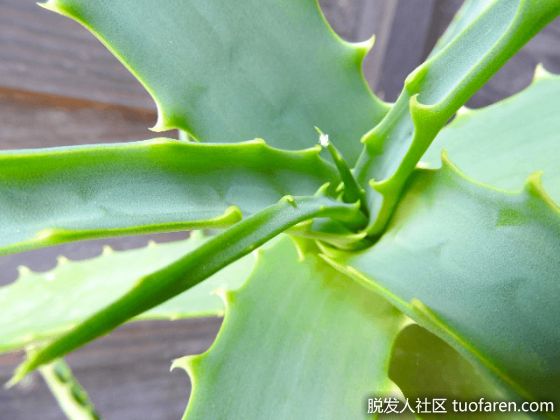 【圖】使用蘆薈對頭髮進行防紫外線護理