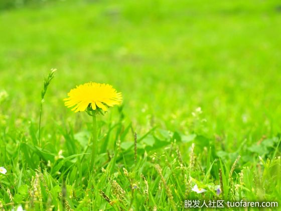 【圖】名模米蘭達也愛用的“蒲公英茶”的護髮效果