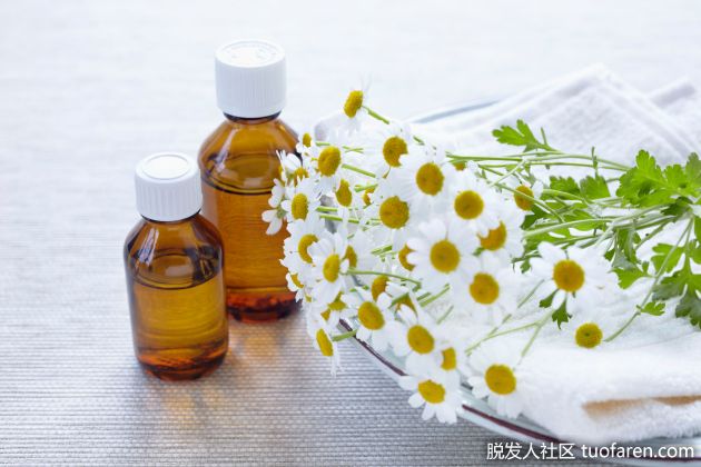 【圖】洋甘菊精油對頭髮的功效